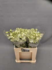 Delphinium Double Centurion White 60cm