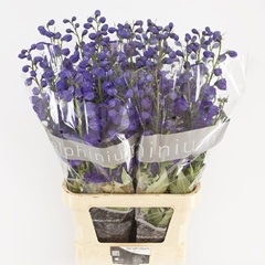 Delphinium Double Delphi's Jewel 100cm