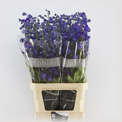 Delphinium Double Delphi's Power 100cm