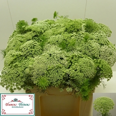 Ammi Visnaga 55cm