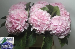Hydrangea Verena 70cm 20-22cm Hd