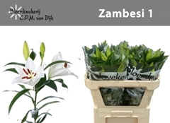 Lily Oriental Zambesi 70cm 1+