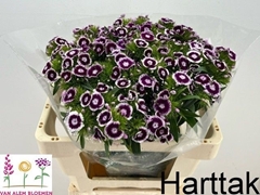 Dianthus Barb Sweet Will Bicolour 50cm