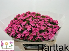 Dianthus Barb Sweet Will Pink 50cm