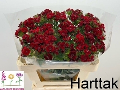Dianthus Barb Sweet Will Red 50cm