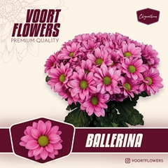 Chrysanth Spray Ballerina's 70cm 80gr.