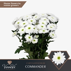 Chrysanth Spray Commander 70cm 90gr.