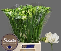 Freesia Double Versailles 50cm 20gr.