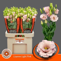 Eustoma Double Lisanne Light Pink 70cm