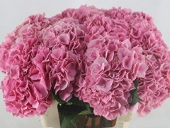 Hydrangea Royal Parade 60cm 17-19cm Hd