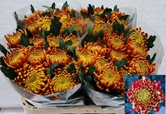 Chrysanth Single Fuego 72cm 80gr.