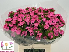 Dianthus Barb Sweet Will Pink 55cm