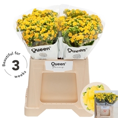 Kalanchoe Blazing Yellow Meadow 40cm