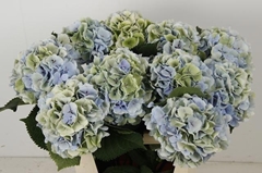 Hydrangea Verena Blue Classic 80cm 20-22cm Hd