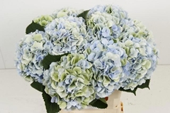 Hydrangea Verena Blue Classic 60cm 18-20cm Hd