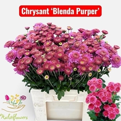 Chrysanth Spray Blenda Purper 55cm 60gr.