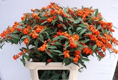 Euphorbia Fulgens Spray Queen Of Orange 80cm 15cm Hd