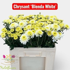 Chrysanth Spray Blenda White 52cm 55gr.