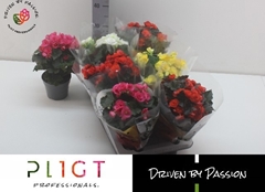 Begonia Double Mix 14Ø 35cm