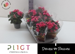 Begonia Double Adonia Pink 14Ø 31cm