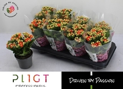 Kalanchoe Double More Flowers Geneva 12Ø 24cm