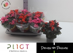 Begonia Double Mix 14Ø 35cm