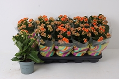 Kalanchoe Double Perfecta Orange 12Ø 27cm