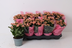 Kalanchoe Double Perfecta Pink 12Ø 25cm
