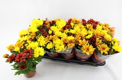Chrysanth Mix 12Ø 27cm