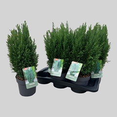 Chamaecyparis Ellwoodii 17Ø 60cm