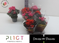 Begonia Double Mix 14Ø 35cm