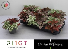Hypoestes Mix 12Ø 14cm