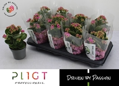 Kalanchoe Double Rose Flowers Rafaela 12Ø 27cm