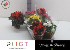 Begonia Double Mix 14Ø 35cm