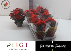 Begonia Double Mocca Orange 14Ø 35cm