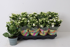 Kalanchoe Double Perfecta White 12Ø 27cm