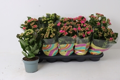Kalanchoe Double Perfecta Purple 12Ø 27cm