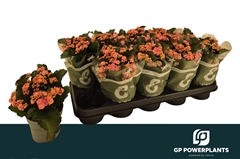 Kalanchoe Double Perfecta Pink 12Ø 22cm
