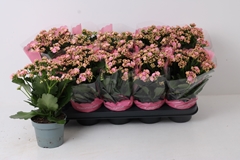 Kalanchoe Double Perfecta Pink 12Ø 25cm