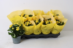 Kalanchoe Double Perfecta Yellow 12Ø 24cm