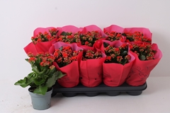 Kalanchoe Double Perfecta Red 12Ø 25cm
