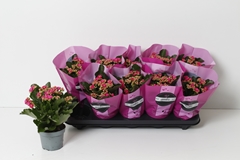 Kalanchoe Double Perfecta Purple 10Ø 24cm