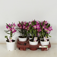 Dendrobium Nobile Cultivars 12Ø 35cm 1st