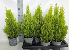 Cupressus Goldcrest Wilma 14Ø 55cm