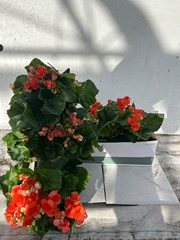 Bedding Plants 50Ø 25cm