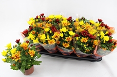 Chrysanth Mix 12Ø 26cm
