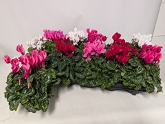 Cyclamen Persicum Macaron 10Ø 24cm