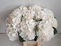 Hydrangea White Verena 80cm 20-22cm Hd