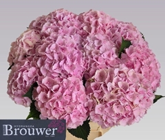 Hydrangea Verena 60cm 18-20cm Hd