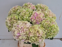 Hydrangea Verena Classic 80cm 21-23cm Hd